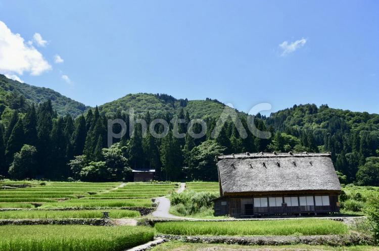 世界遺産白川郷の田園風景 岐阜,白川村,白川郷の写真素材