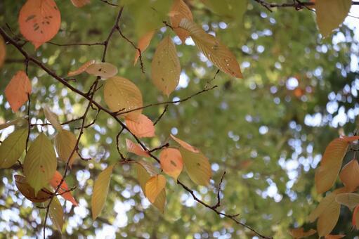 秋の葉っぱ 自然,木漏れ日,風景の写真素材