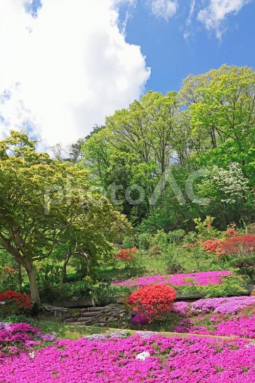 公園や自然のイメージ 公園,春,自然の写真素材