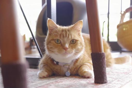 Cute cat relaxing at home, JPG
