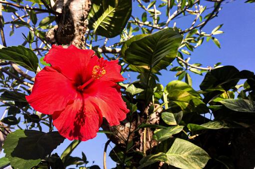 青空を背景にした赤いハイビスカス ハイビスカス,花,赤の写真素材