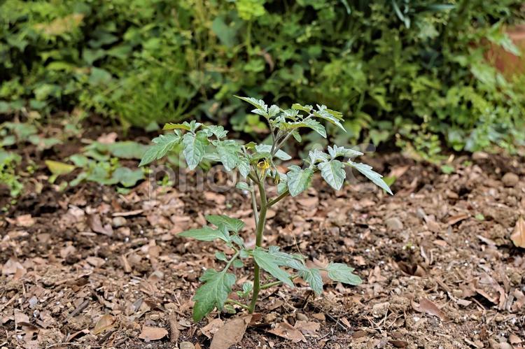 地植えされたトマトの苗 トマト,ミニトマト,トマトの苗の写真素材