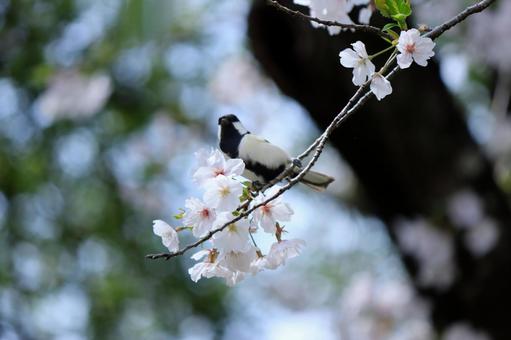 桜とシジュウカラの写真
