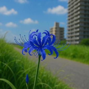 青い彼岸花 青い彼岸花の写真