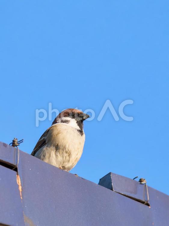 早朝青空の下瓦でぼーっとしている一羽の雀 雀,スズメ,ボーっとするの写真素材
