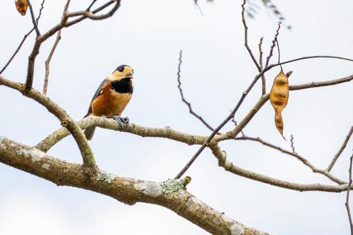 ヤマガラ(38) ヤマガラ(38) 野鳥,ヤマガラ,スズメ目の写真素材