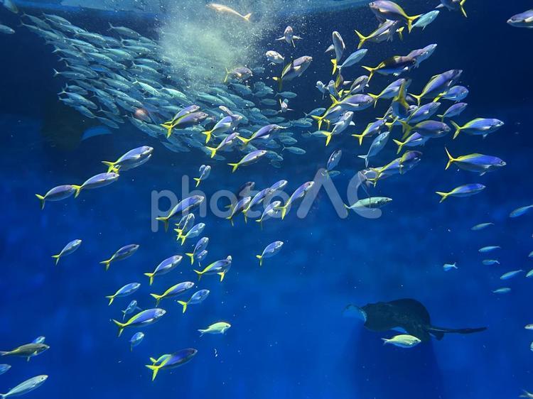 須磨シーワールド　さかなたち 神戸,アクアリウム,海の生き物の写真素材