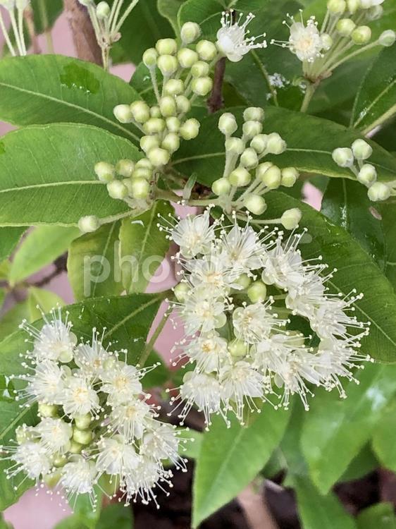 レモンマートルの花と蕾 レモンマートル,花,蕾の写真素材