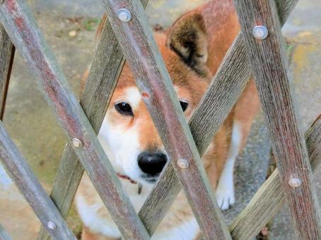 柵の中の柴犬 柵の中の柴犬 柴犬,犬,日本犬の写真素材