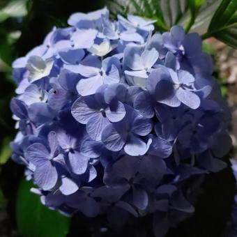 神秘的な紫陽花ーアップ 神秘的な紫陽花ーアップの写真