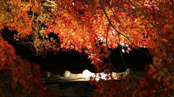 虹の郷　紅葉ライトアップ 紅葉,ライトアップ,秋の写真素材