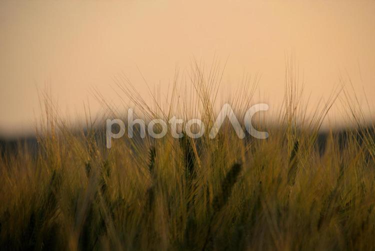 夕日に照らされた輝く麦の穂　風景 夕日,畑,麦の写真素材