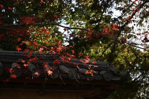 紅葉とお寺7 紅葉とお寺7の写真