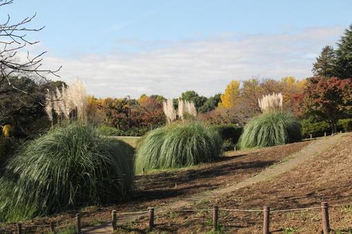 パンパスグラス　咲く風景 茎,羽毛状,花穂の写真素材