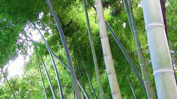 竹藪・2 竹藪・2 竹,自然,山林の写真素材