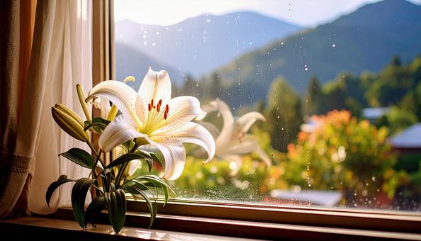 白いテッポウユリの花 白いテッポウユリの花の写真