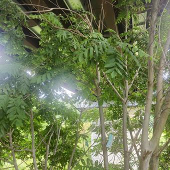 View under the bridge, JPG