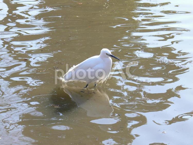 公園の池に入り採餌するコサギ コサギ,鳥,野鳥の写真素材