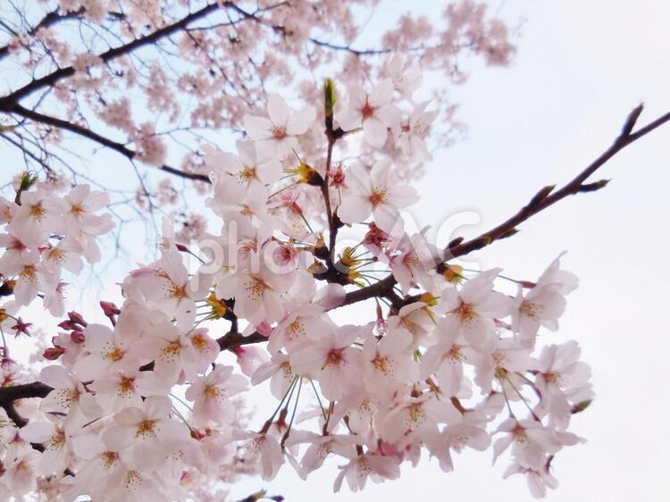 桜-満開-　5 3月,4月,sakuraの写真素材