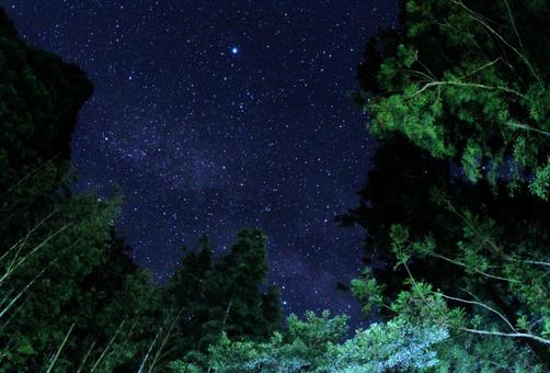 夏の森の星空 夏の森の星空の写真