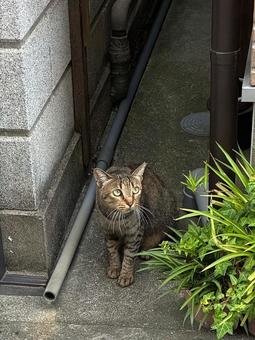 野良猫 犬走りから出てきたキジネコさん 野良猫 犬走りから出てきたキジネコさん 野良猫,地域猫,さくら猫の写真素材