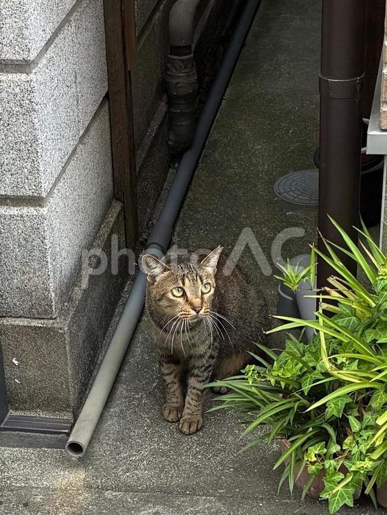 野良猫 犬走りから出てきたキジネコさん 野良猫,地域猫,さくら猫の写真素材