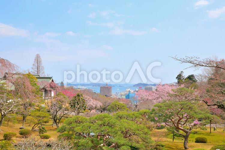 宮城県塩釜市　塩釜神社からの眺め 塩釜神社,眺望,眺めの写真素材