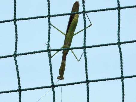 ネットにつかまるカマキリ ネットにつかまるカマキリの写真