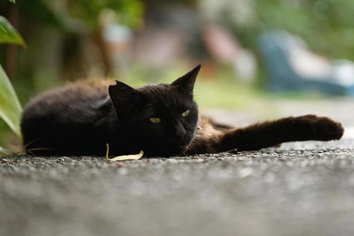 黒猫 黒猫の写真