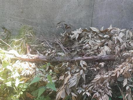 Photo, logging, fallen tree, wood, 