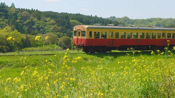 菜の花畑と鉄道 電車,鉄道,菜の花の写真素材