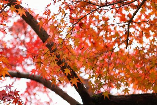 イロハモミジ 2013 10の写真