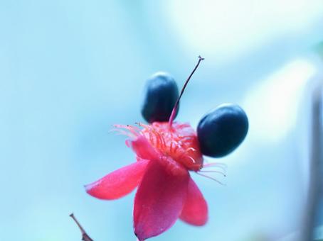 Photo, mickey mouse tree, okuna serrata, black fruit, 