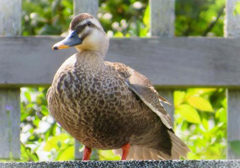 A mallard duck tilting its head, JPG