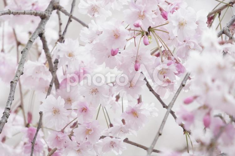 桜　ピンク　花枝 さくら,春,サクラの写真素材