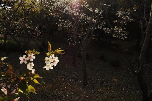 桜 桜の写真