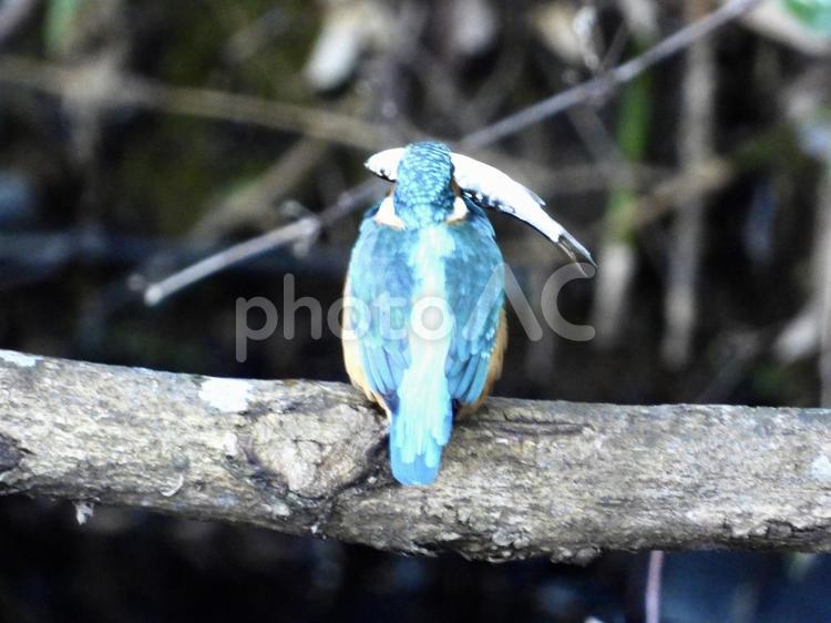 大きな魚を咥えるカワセミ 鳥,野鳥,カワセミの写真素材