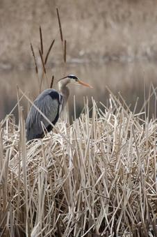 アオサギ - Grey Heron アオサギ - Grey Heronの写真