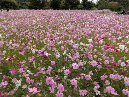 コスモス畑の写真