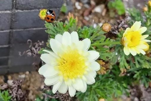 花 花の写真