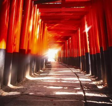 伏見稲荷大社の千本鳥居3 鳥居,たくさん,伏見稲荷大社の写真素材