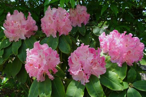 Pink Rhododendron, JPG