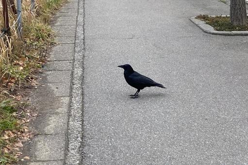 道を徘徊中のカラス 道を徘徊中のカラスの写真