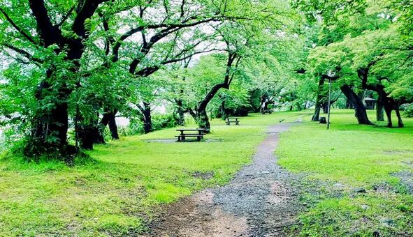 遊歩道 道,緑,木の写真素材