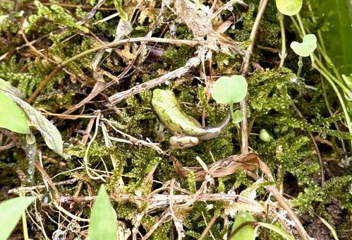 上陸したばかりのアマガエルの子供 上陸したばかりのアマガエルの子供 カエル,アマガエル,ニホンアマガエルの写真素材