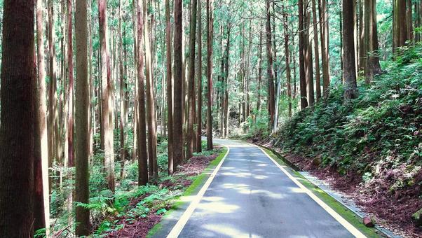アスファルトで舗装された山道 B アスファルトで舗装された山道 B 山道,緑,杉林の写真素材