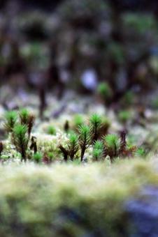 苔 苔の写真