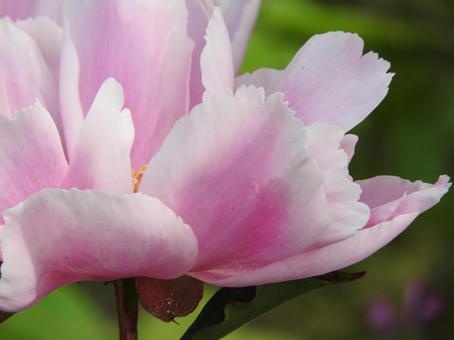 綺麗なお花 綺麗なお花の写真