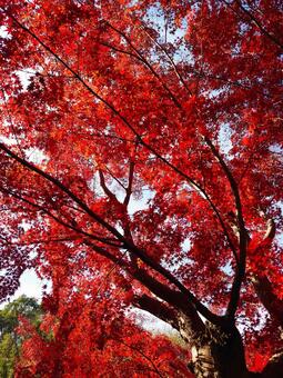 秋空を覆い尽くす鮮やかな紅葉の葉 紅葉,モミジ,カエデの写真素材