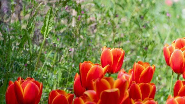 Vibrant red and orange tulips, JPG